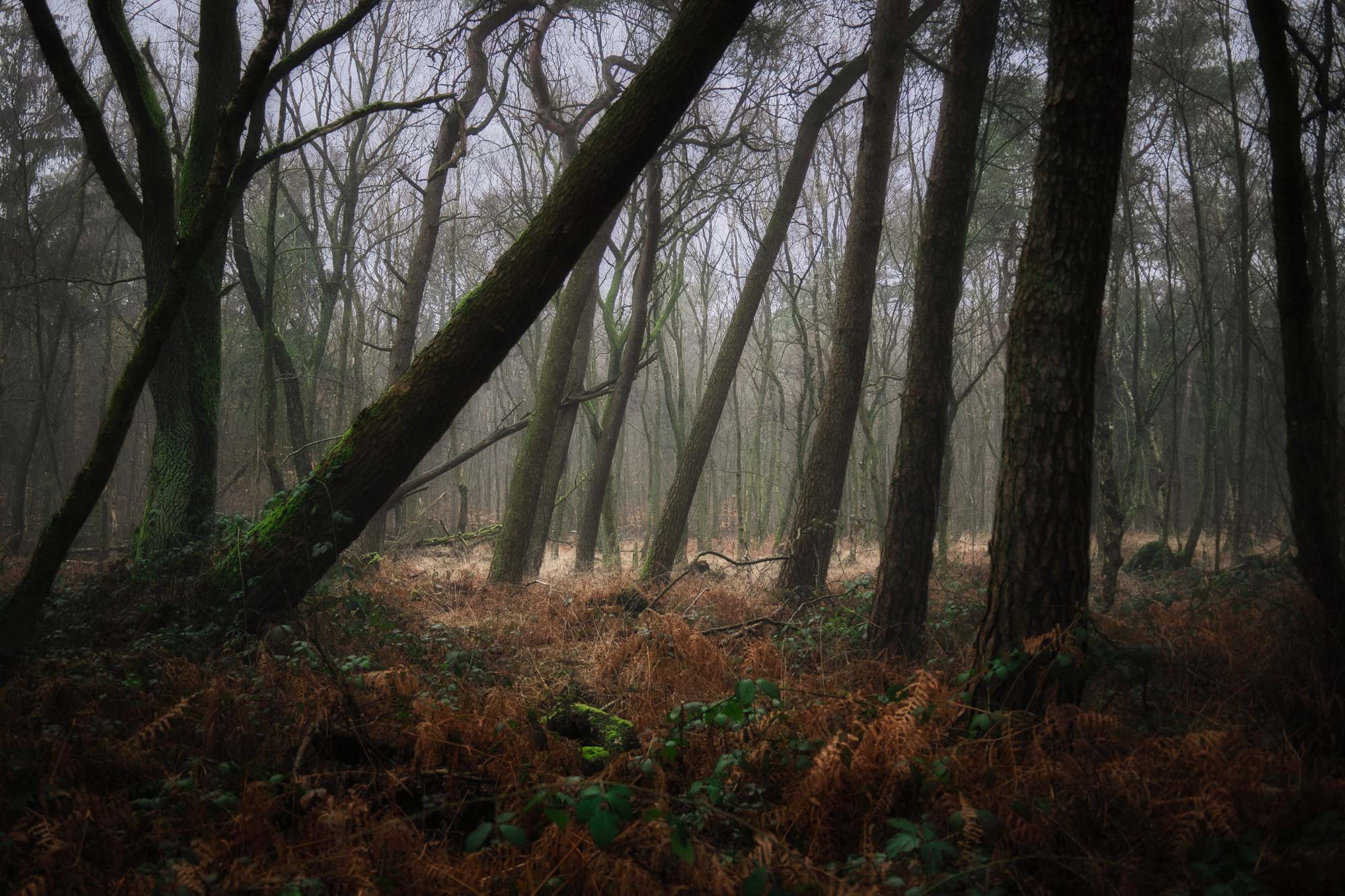 Reverence for Autumn